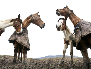 Image showing Two horses shot with a low perspective