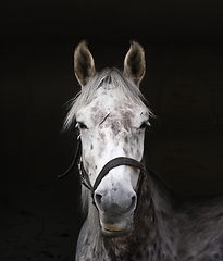 Image showing White horse head