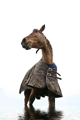 Image showing Horse standing in water shot with a low perspective