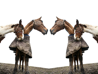 Image showing Two horses shot with a low perspective