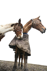 Image showing Two horses shot with a low perspective