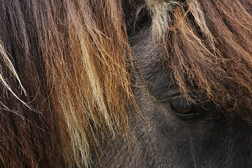 Image showing Horses head closeup