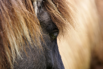 Image showing Horses head closeup