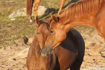 Image showing Horses in a field in Sweden in the summer