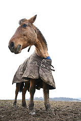 Image showing Horse shot with a low perspective