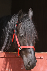 Image showing Black horse head