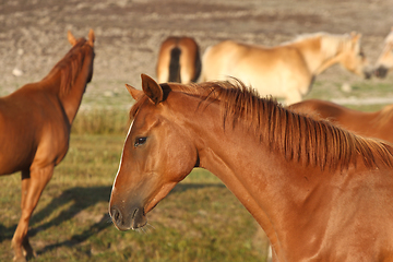 Image showing Horses in a field in Sweden in the summer