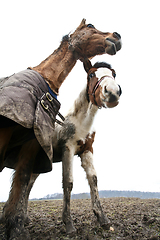 Image showing Two horses shot with a low perspective