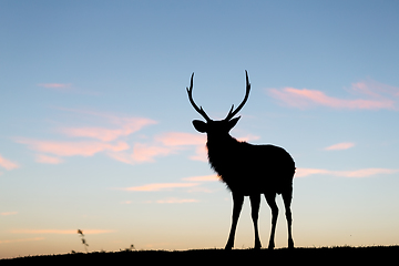 Image showing Silhouette of deer against sky at sunset