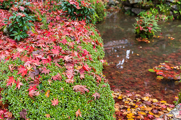 Image showing Maple leaves in garden