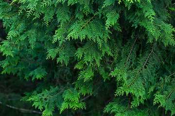 Image showing Green plant tree