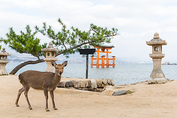 Image showing Deer and big torii gate at miyajima