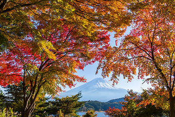 Image showing Mountain Fuji with maple tree