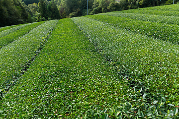 Image showing Tea farm