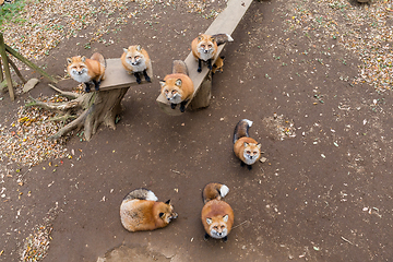 Image showing Many Fox village