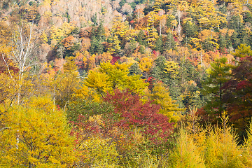 Image showing Forest in autumn