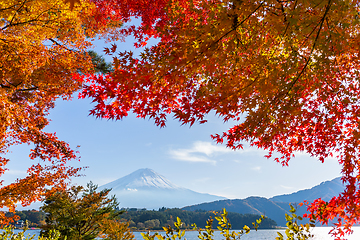 Image showing Mountain Fuji with maple tree