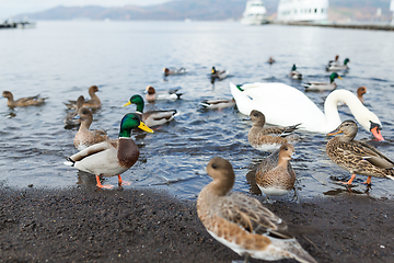 Image showing Duck together