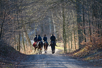 Image showing Group of Horse riders in a forest