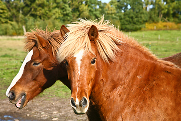 Image showing Two horses