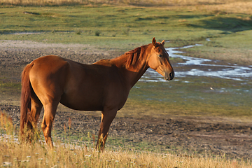 Image showing Horses in a field in Sweden in the summer