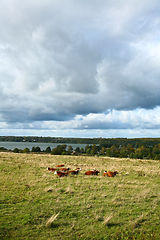 Image showing Cows on a field