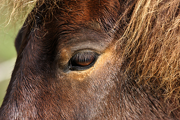 Image showing Horses head closeup