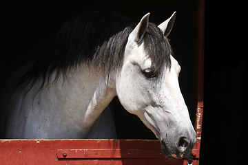 Image showing White horse head