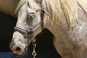 Image showing White horse in the Camarge area south of France