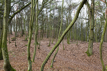 Image showing Trees without leaves in the autumn forest