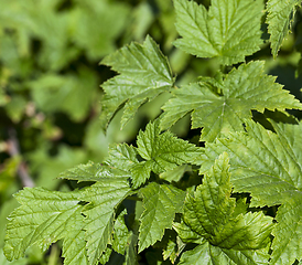 Image showing black currant