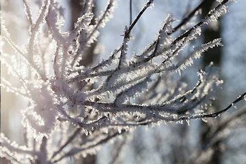 Image showing Hoarfrost on the branches of a tree