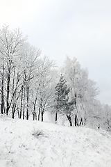 Image showing Photographed winter forest