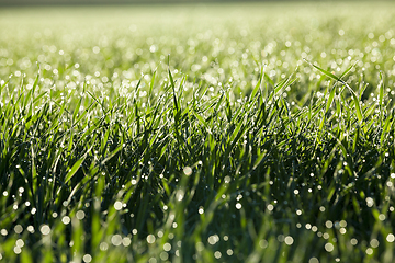 Image showing young grass plants, close-up