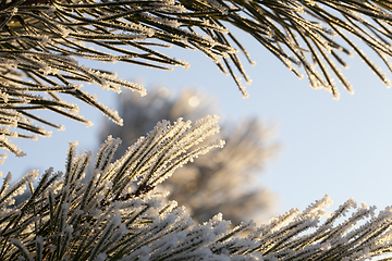 Image showing Coniferous with hoarfrost