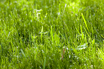 Image showing beveled lawn