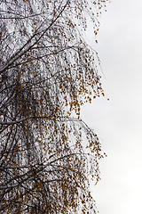 Image showing snow-covered birch branches with yellow leaves