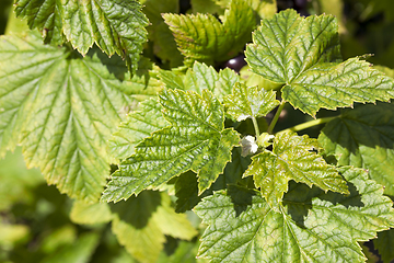 Image showing black currant