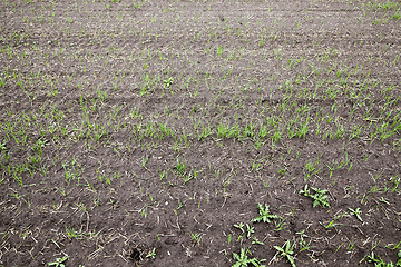 Image showing green stalks of wheat