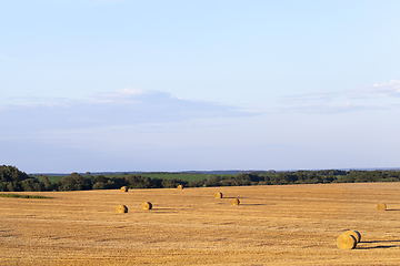 Image showing Field harvested wheat crop