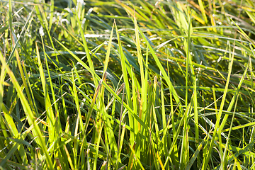 Image showing beautiful green grass