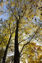 Image showing tops of trees with yellow leaves in autumn season