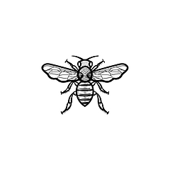 Image showing Bee hand drawn sketch icon.