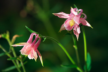 Image showing Aquilegia