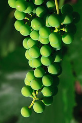 Image showing Grape cluster