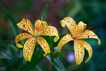 Image showing Lily