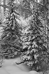 Image showing Winter landscape