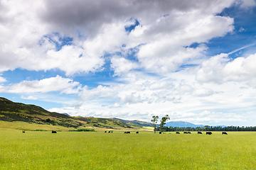 Image showing lush landscape with cows