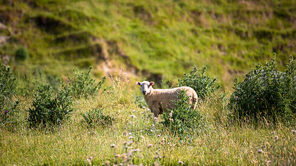 Image showing a sheep in the meadow, New Zealand