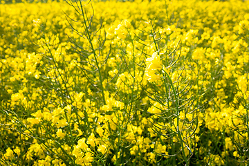 Image showing rape field spring background